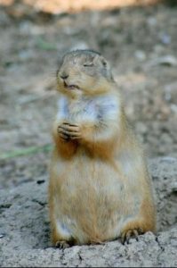 prairie_dog_in_prayer